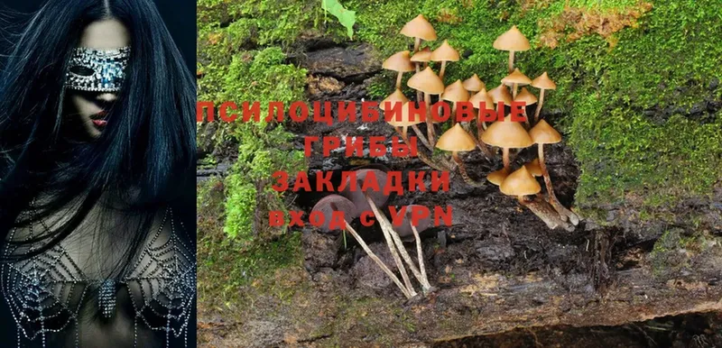 дарк нет состав  Курчатов  Галлюциногенные грибы Cubensis 